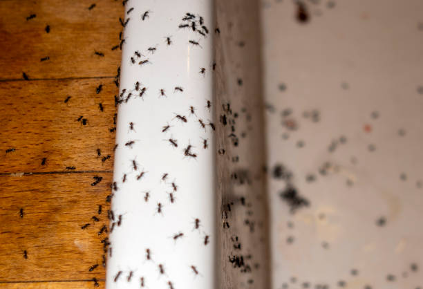 Best Spider Control Near Me  in Bridgetown, OH