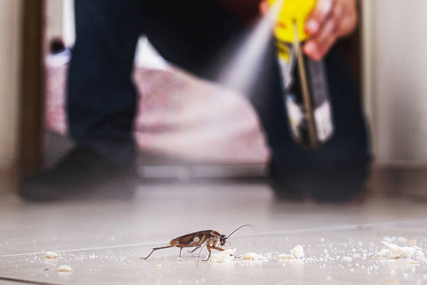 Best Local Pest Control Services  in Bridgetown, OH